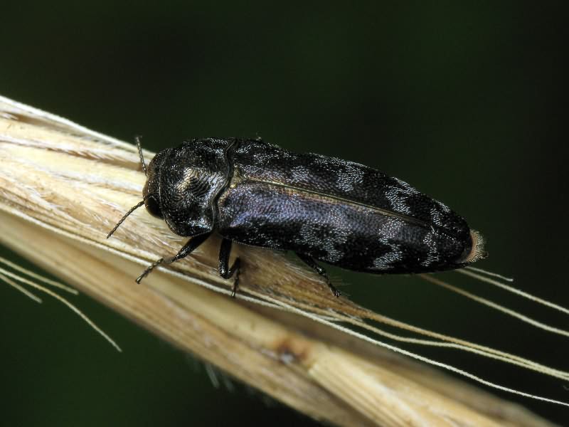 Coraebus rubi (Linnaeus, 1767)